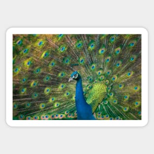 Peafowl Sticker